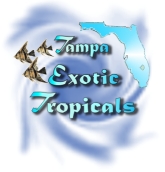 Return to Tampa Exotic Tropicals